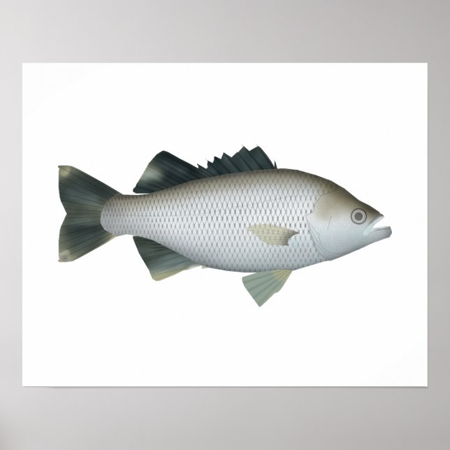 Sten Flagtail Poster (Framsidan)