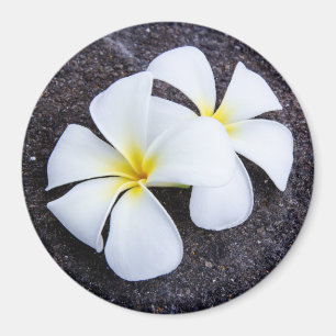 Sten för Lava för Frangipani för vitPlumeriablo Magnet