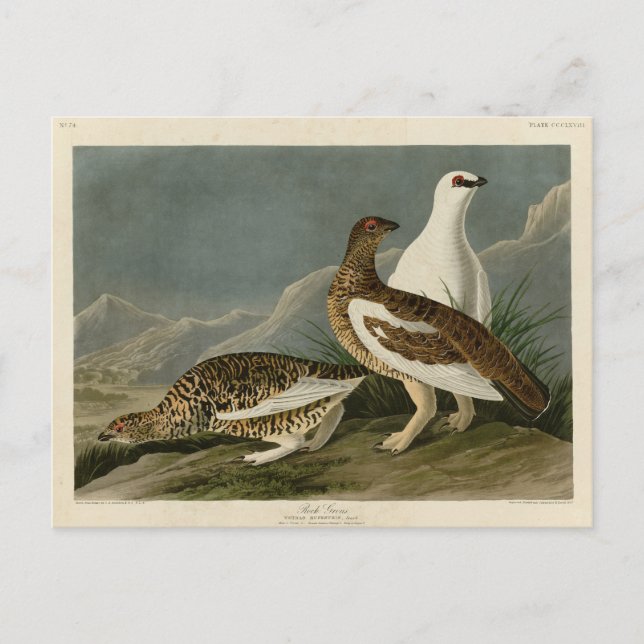 Sten Grous (Ptarmigan), Audubon's Birds of America Vykort (Framsida)