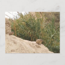 Sten Hyrax, Ein Gedi, Israel