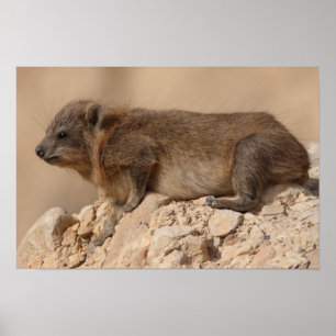 Sten Hyrax Poster