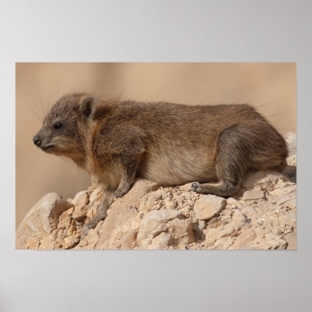 Sten Hyrax Poster (Framsidan)