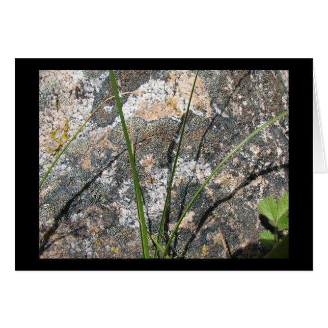 Sten lav, flora hälsningskort (Framsidan Horizontal)