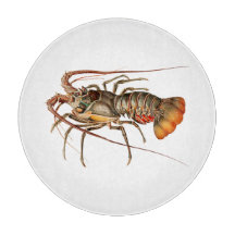 Sten Lobster - Panulirus Regis