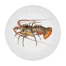 Sten Lobster - Panulirus Regis