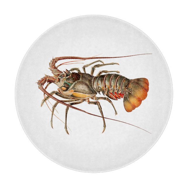 Sten Lobster - Panulirus Regis (Framsidan)