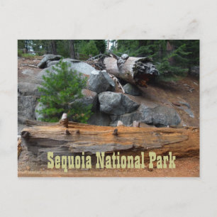 Sten och Träd, Sequoias nationalpark Vykort