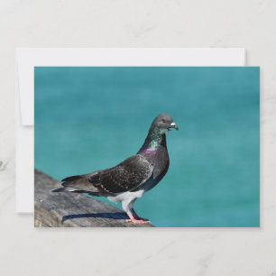 Sten Pigeon Anteckningskort