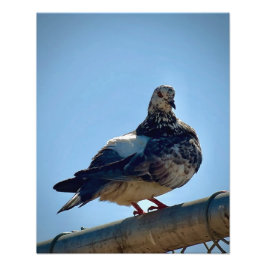 Sten Pigeon Fototryck
