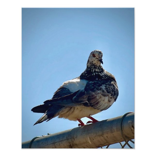 Sten Pigeon Fototryck (Framsidan)
