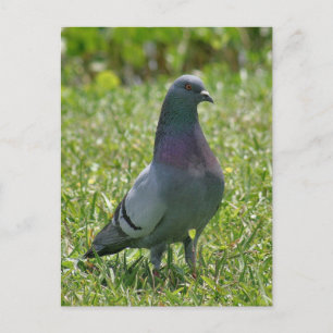 Sten Pigeon-fotovykort Vykort