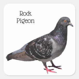 Sten Pigeon Fyrkantigt Klistermärke