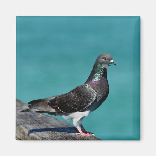 Sten Pigeon Magnet