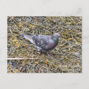 Sten Pigeon Vykort