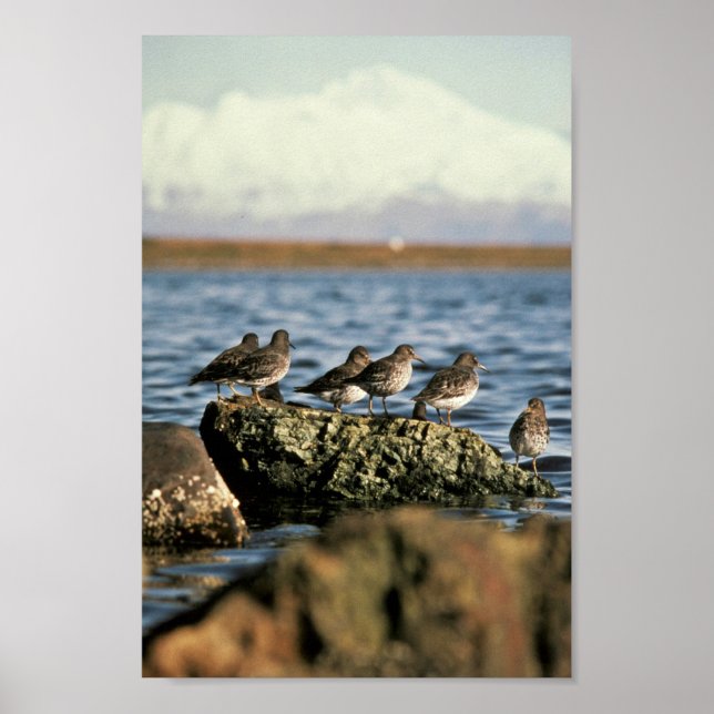 Sten Sandpiper Flock Poster (Framsidan)