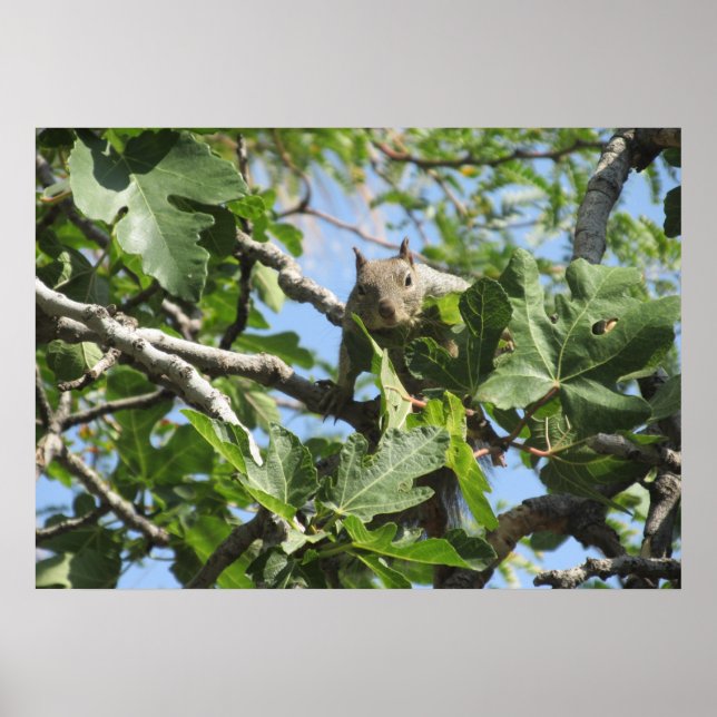 Sten Squirrel Poster (Framsidan)