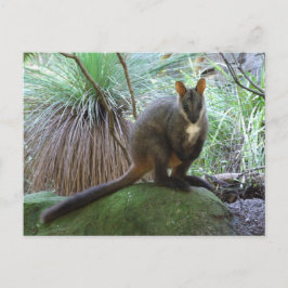 Sten Wallaby-vykort Vykort