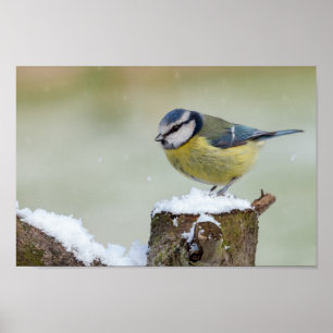 Stenande, blå, vild i snö poster