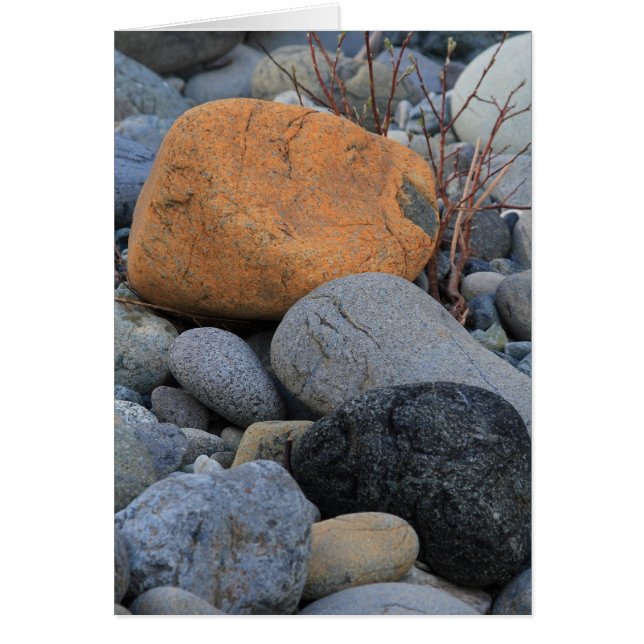 Stenar på redwoodträdskogen OBS kort (Framsidan)