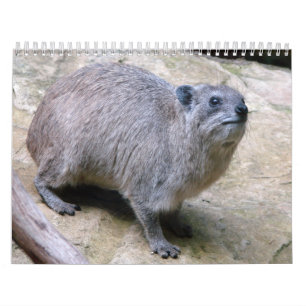 Stenbäverskinn Kalender