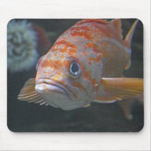 Stenfisk Musmatta