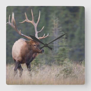 Stenig bergälg fyrkantig klocka