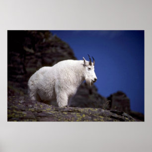 Stenig bergsfår (den stora manlign) poster