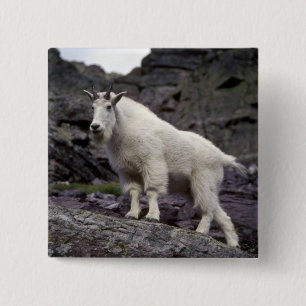 Stenig bergsfår knapp