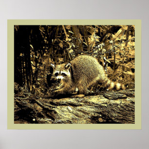 STENIG RACCOONSITTA PÅ ETT TRÄD POSTER