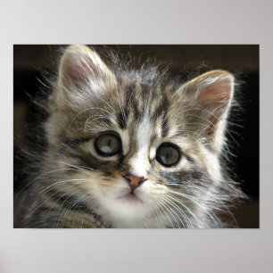 Stenigt kattungeaffischen 2 poster