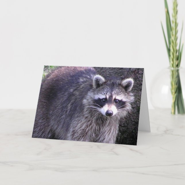 Stenigt raccoonen kort (Framsida)