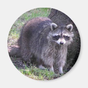 Stenigt raccoonen magnet
