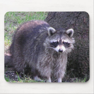 Stenigt raccoonen musmatta