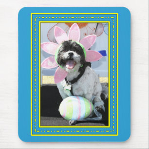 Stenigt - Shih Tzu -1 Musmatta