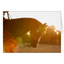 Stenigt tygla i sunbeams