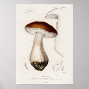 Stensopp (Boletus edulis) Poster
