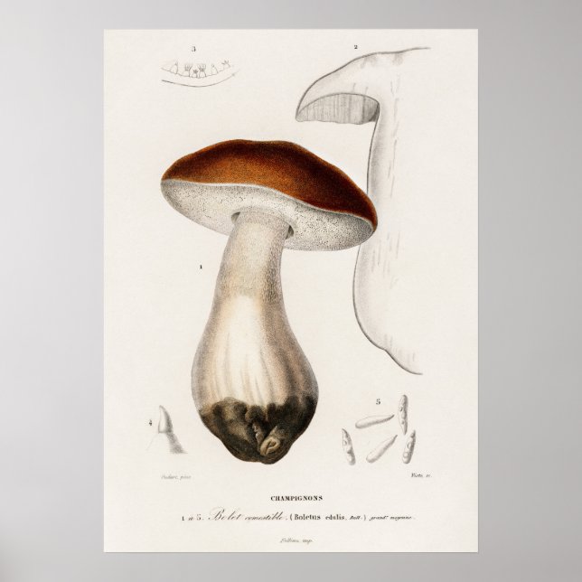 Stensopp (Boletus edulis) Poster (Framsidan)