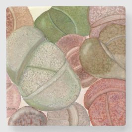 Stensten av självklar levande sten (lithops) under stenunderlägg