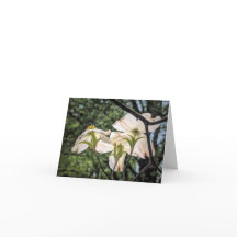 Stenton Garden Series-Dogwood Blommar