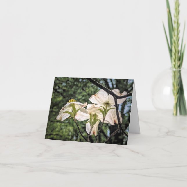 Stenton Garden Series-Dogwood Blommar Tack Kort (Framsida)