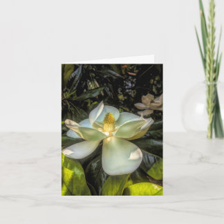 Stenton House Magnolia Tackkort