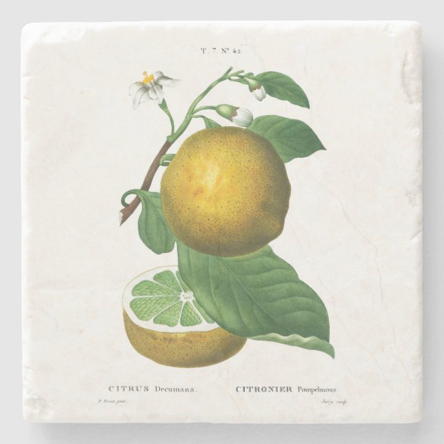 STENUNDERLÄGG: DRUVOR : REDOUTÉ STENUNDERLÄGG (Framsidan)