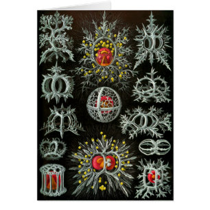 Stephoidea Hälsningskort