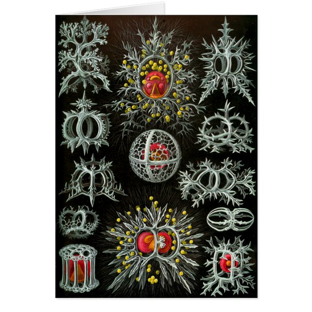 Stephoidea Hälsningskort (Framsidan)