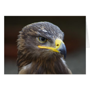 Steppe Eagle Close Porträtt Hälsningskort