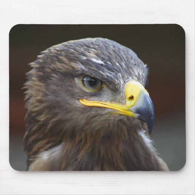 Steppe Eagle Close Porträtt Musmatta (Framsidan)