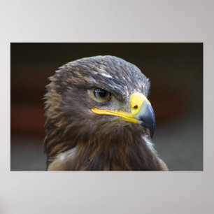 Steppe Eagle Close Porträtt Poster