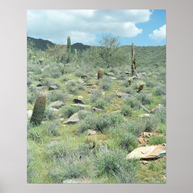 Stepping Stones Sonoran Desert Poster bildutskrift (Framsidan)