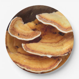 Stereum Hirsutum Fungi Pappra Tallrikar