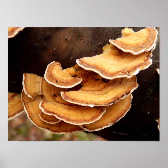 Stereum Hirsutum Fungi Poster (Framsidan)